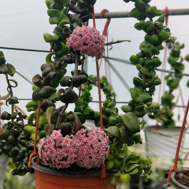 捲葉球蘭 Hoya compacta ' Hindu Rope' - 森流 GreenFlow - 動植物造景專門店