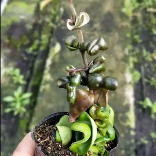 捲葉球蘭 Hoya compacta ' Hindu Rope' - 森流 GreenFlow - 動植物造景專門店