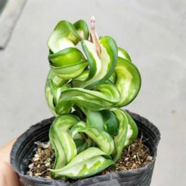 捲葉球蘭 Hoya compacta var. ' Mauna loa ' - 森流 GreenFlow - 動植物造景專門店