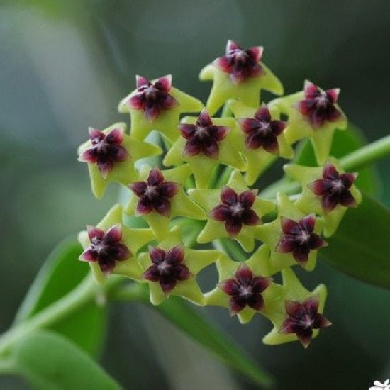 孜然球蘭 Hoya cummingiana - 森流 GreenFlow - 動植物造景專門店