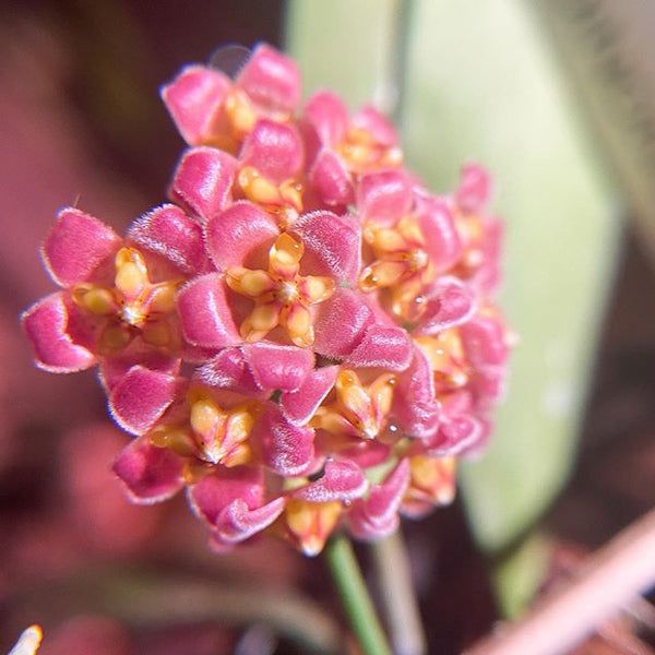 戴維德球蘭 Hoya davidcummingii - 森流 GreenFlow - 動植物造景專門店