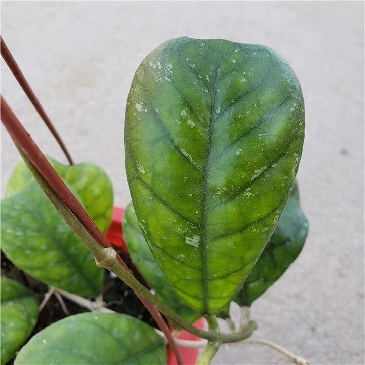 德克球蘭 Hoya deykei - 森流 GreenFlow - 動植物造景專門店