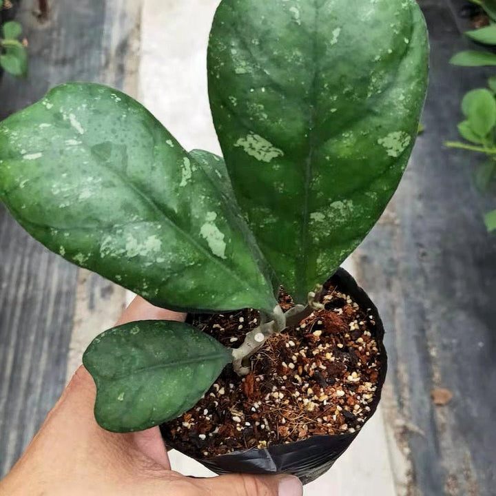 德克球蘭 Hoya deykei - 森流 GreenFlow - 動植物造景專門店