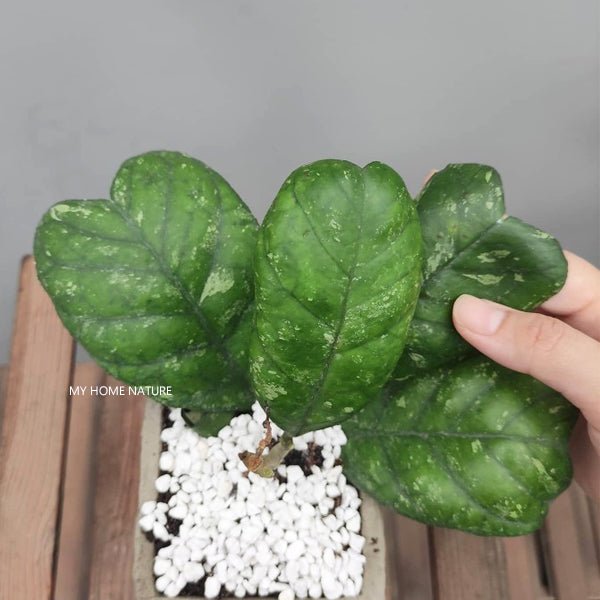 德克球蘭 Hoya deykei - 森流 GreenFlow - 動植物造景專門店