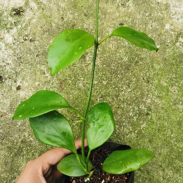 二翼球蘭 Hoya diptera - 森流 GreenFlow - 動植物造景專門店