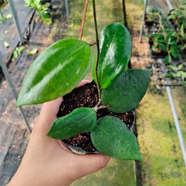 多利球蘭 Hoya dolichosparte - 森流 GreenFlow - 動植物造景專門店