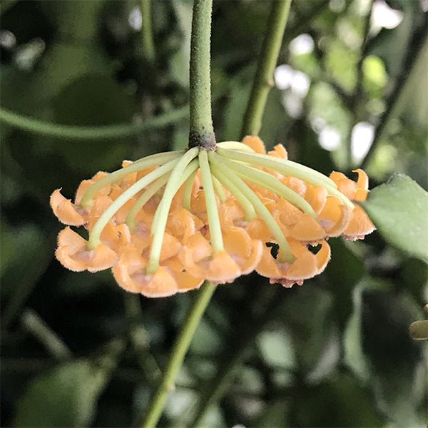 安達球蘭 Hoya Endauensis - 森流 GreenFlow - 動植物造景專門店