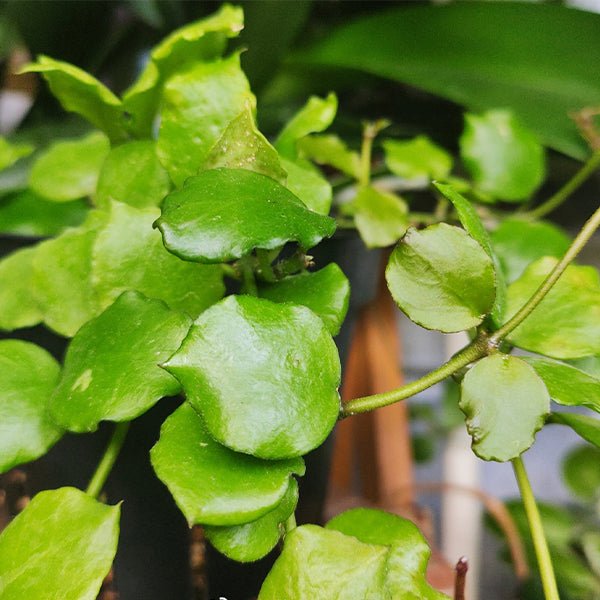 安達球蘭 Hoya Endauensis - 森流 GreenFlow - 動植物造景專門店