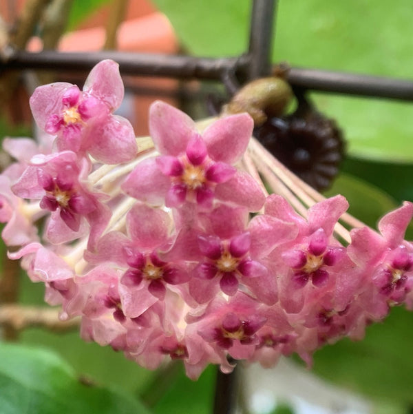 光葉球蘭 Hoya glabra - 森流 GreenFlow - 動植物造景專門店