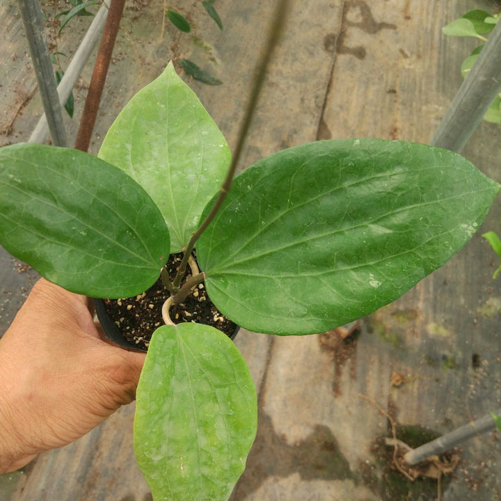 光葉球蘭 Hoya glabra - 森流 GreenFlow - 動植物造景專門店