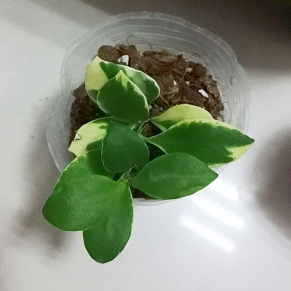 休斯科爾粉花外錦球蘭 ( Hoya heuschkeliana albomarginata ) - 森流 GreenFlow - 動植物造景專門店