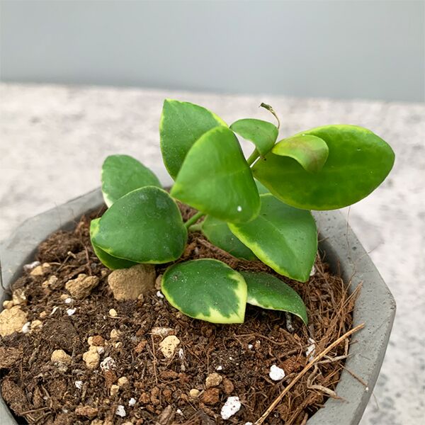 休斯科爾粉花外錦球蘭 ( Hoya heuschkeliana albomarginata ) - 森流 GreenFlow - 動植物造景專門店