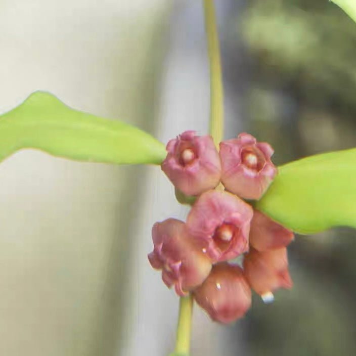 休斯科爾球蘭(粉) Hoya heuschkeliana ssp. pink - 森流 GreenFlow - 動植物造景專門店