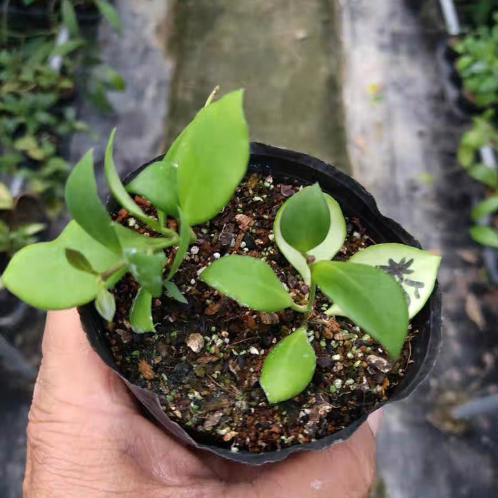 休斯科爾球蘭(粉) Hoya heuschkeliana ssp. pink - 森流 GreenFlow - 動植物造景專門店