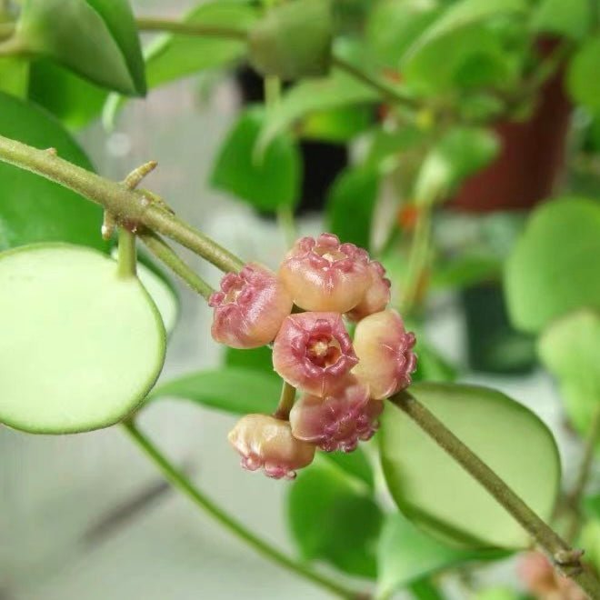 休斯科爾球蘭(粉) Hoya heuschkeliana ssp. pink - 森流 GreenFlow - 動植物造景專門店