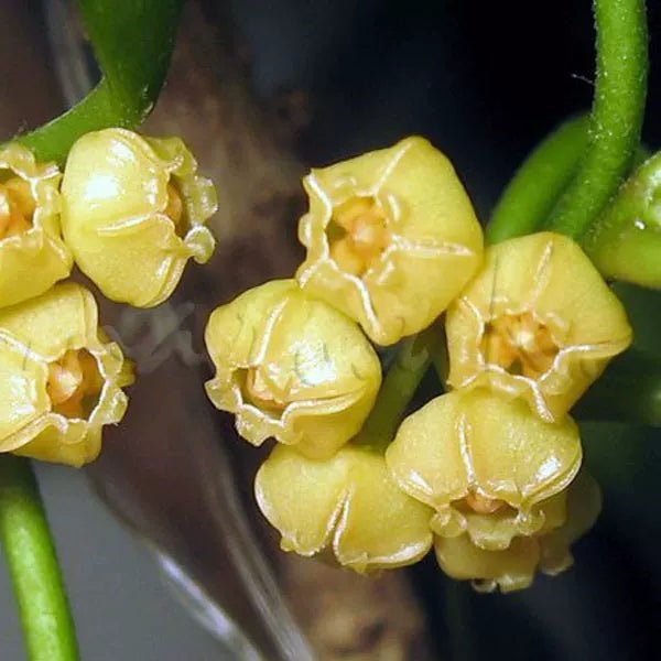 休斯科爾球蘭(黃) Hoya heuschkeliana ssp. yellow - 森流 GreenFlow - 動植物造景專門店