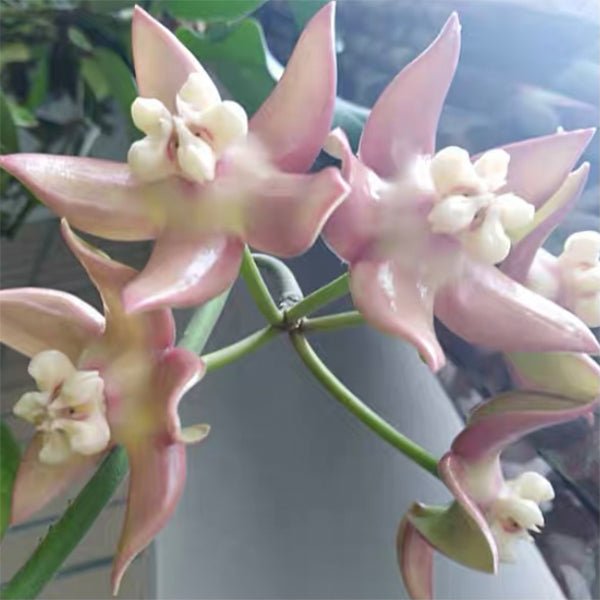 帝王球蘭 Hoya imperialis palawan - 森流 GreenFlow - 動植物造景專門店