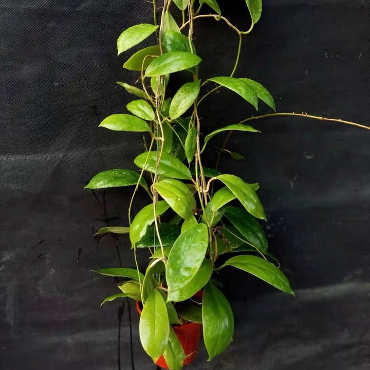 厚冠球蘭 Hoya incrassata - 森流 GreenFlow - 動植物造景專門店