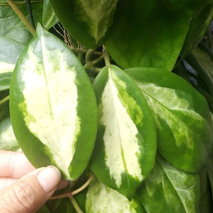 厚冠球蘭(月影) Hoya incrassata 'Moon Shadow' - 森流 GreenFlow - 動植物造景專門店