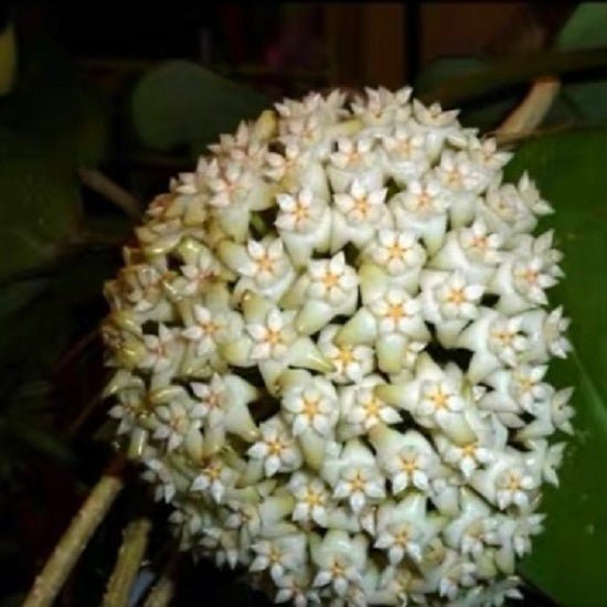 寬葉球蘭 Hoya latifolia 'Dinner - plate Hoya' - 森流 GreenFlow - 動植物造景專門店