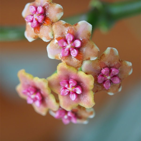 崖縣球蘭 Hoya liangii - 森流 GreenFlow - 動植物造景專門店