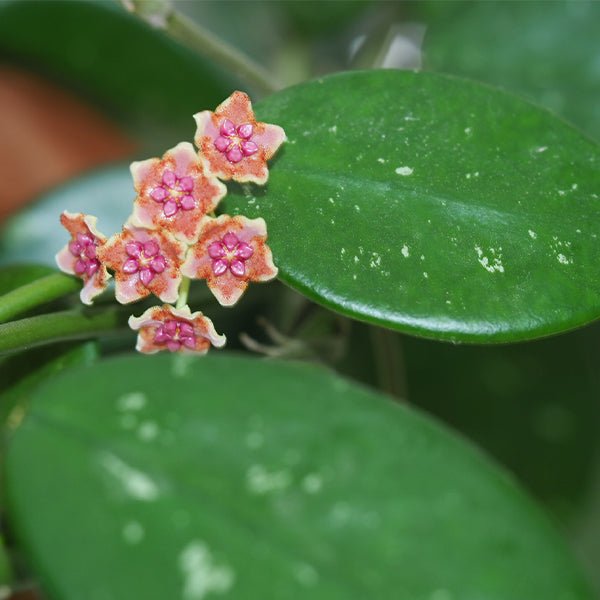 崖縣球蘭 Hoya liangii - 森流 GreenFlow - 動植物造景專門店