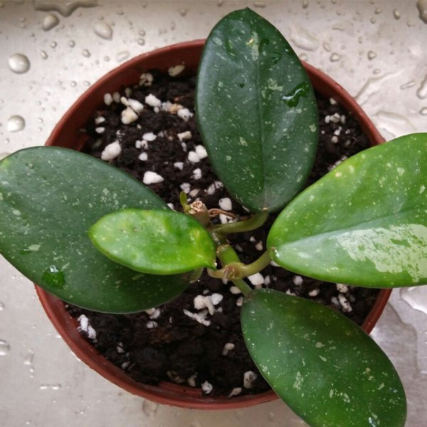 崖縣球蘭 Hoya liangii - 森流 GreenFlow - 動植物造景專門店