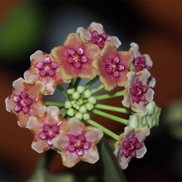 崖縣球蘭 Hoya liangii - 森流 GreenFlow - 動植物造景專門店