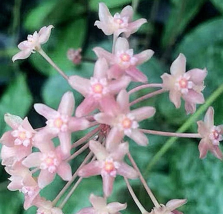 大葉球蘭 Hoya macrophylla ‘ Snow Queen ’ - 森流 GreenFlow - 動植物造景專門店