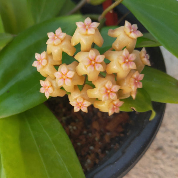 新波迪卡球蘭 Hoya neoebudica