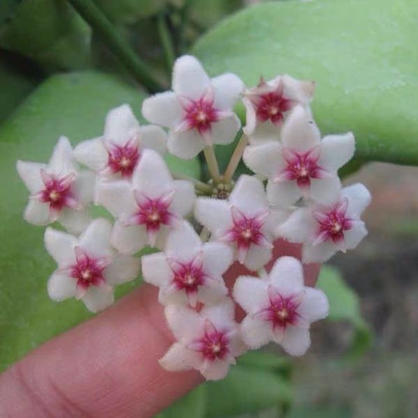 延髓球蘭 Hoya oblongata