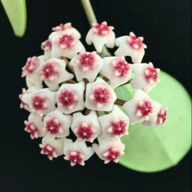 倒卵葉球蘭 Hoya obovata - 森流 GreenFlow - 動植物造景專門店