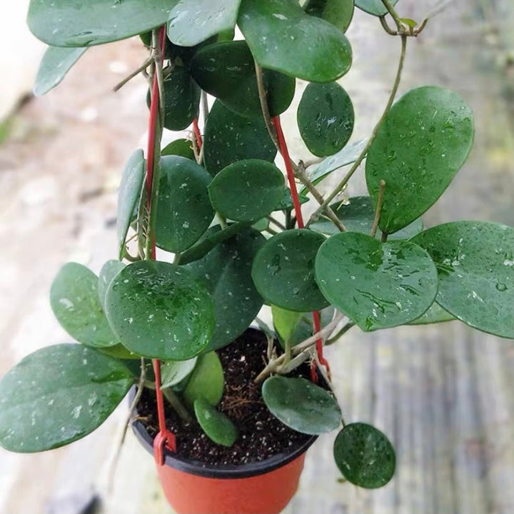 倒卵葉球蘭 Hoya obovata - 森流 GreenFlow - 動植物造景專門店