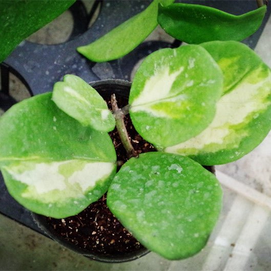 凹葉球蘭 Hoya obovata var. - 森流 GreenFlow - 動植物造景專門店