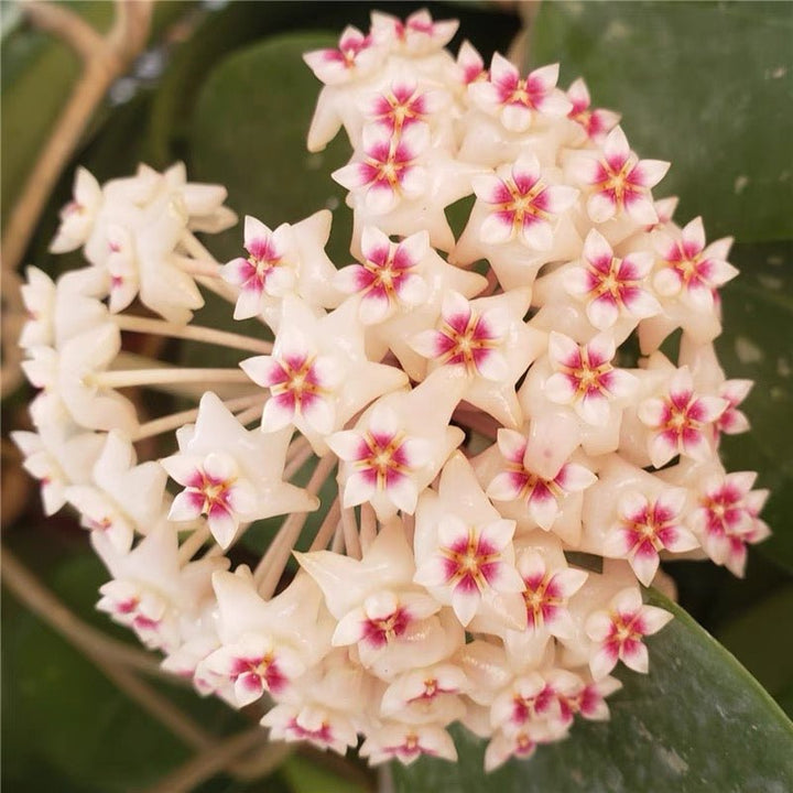 寄生球蘭 Hoya parasitica - 森流 GreenFlow - 動植物造景專門店