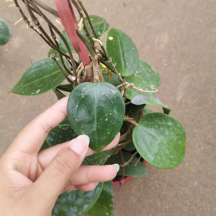 寄生球蘭 Hoya parasitica - 森流 GreenFlow - 動植物造景專門店