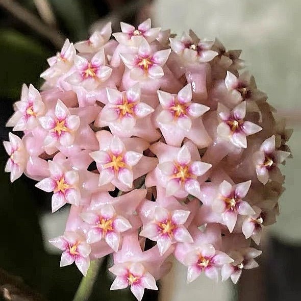 寄生球蘭 Hoya parasitica var. Pink - 森流 GreenFlow - 動植物造景專門店