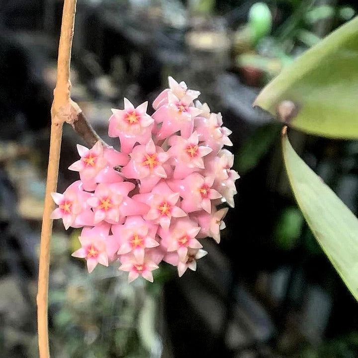 寄生球蘭 Hoya parasitica var. Pink - 森流 GreenFlow - 動植物造景專門店