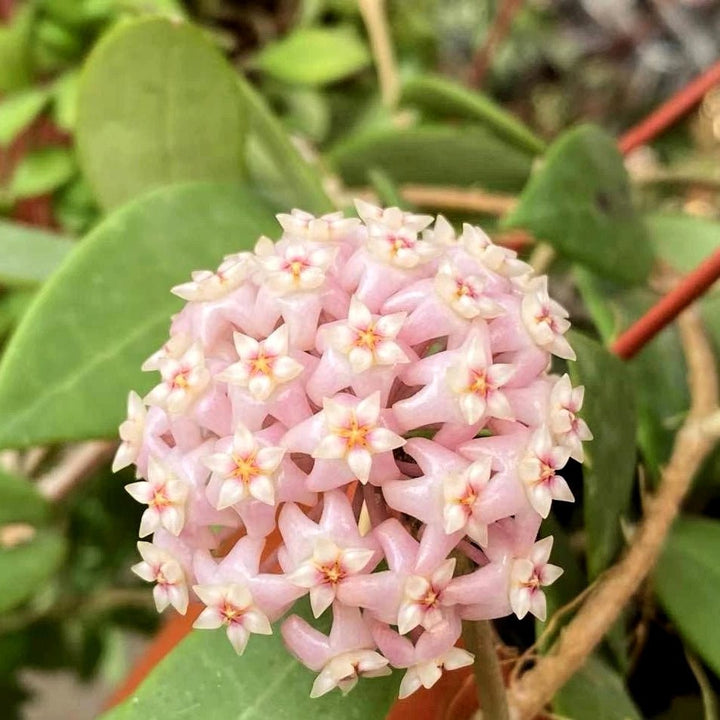 寄生球蘭 Hoya parasitica var. Pink - 森流 GreenFlow - 動植物造景專門店