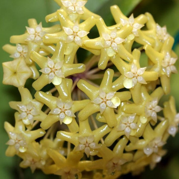 五列球蘭 Hoya pentaphlebia - 森流 GreenFlow - 動植物造景專門店