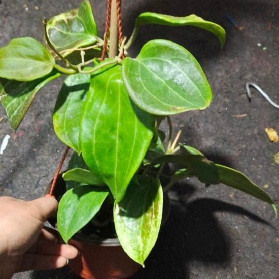 五列球蘭 Hoya pentaphlebia - 森流 GreenFlow - 動植物造景專門店