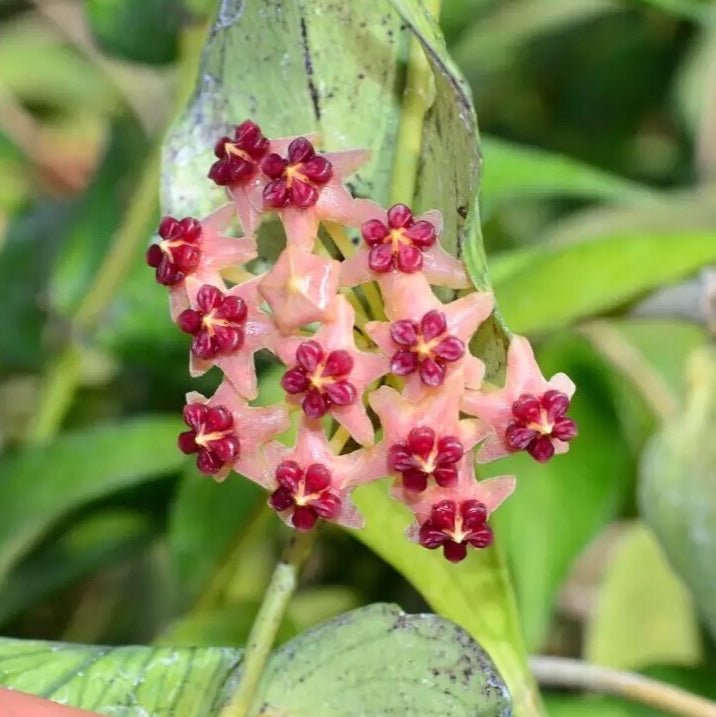 多脈球蘭 Hoya polyneura ' Fish tail Hoya ' - 森流 GreenFlow - 動植物造景專門店