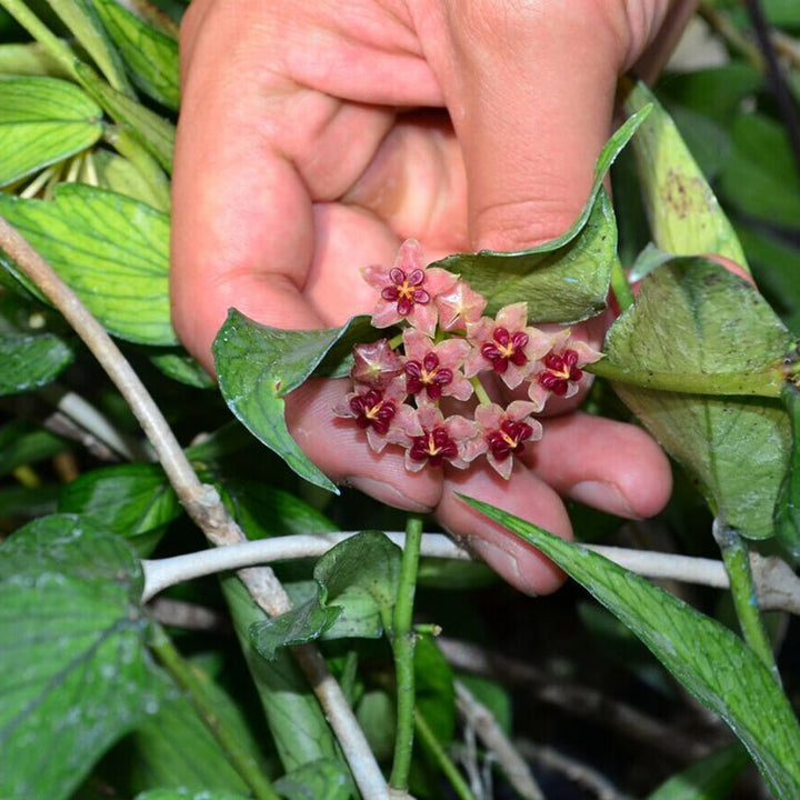 多脈球蘭 Hoya polyneura ' Fish tail Hoya ' - 森流 GreenFlow - 動植物造景專門店