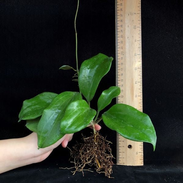 五脈球蘭 Hoya quinquenervia - 森流 GreenFlow - 動植物造景專門店