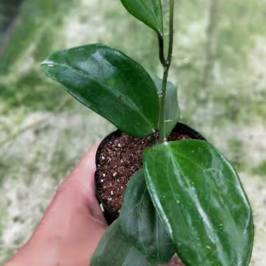 五脈球蘭 Hoya quinquenervia - 森流 GreenFlow - 動植物造景專門店