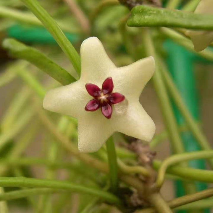 斷葉球蘭 Hoya retusa - 森流 GreenFlow - 動植物造景專門店