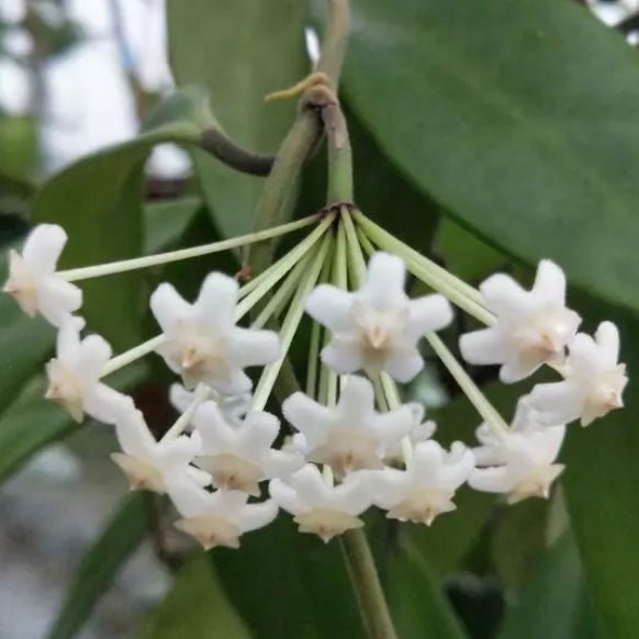 卷邊球蘭 Hoya revolubilis ssp. White - 森流 GreenFlow - 動植物造景專門店