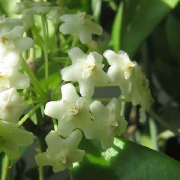 卷邊球蘭 Hoya revolubilis ssp. White - 森流 GreenFlow - 動植物造景專門店