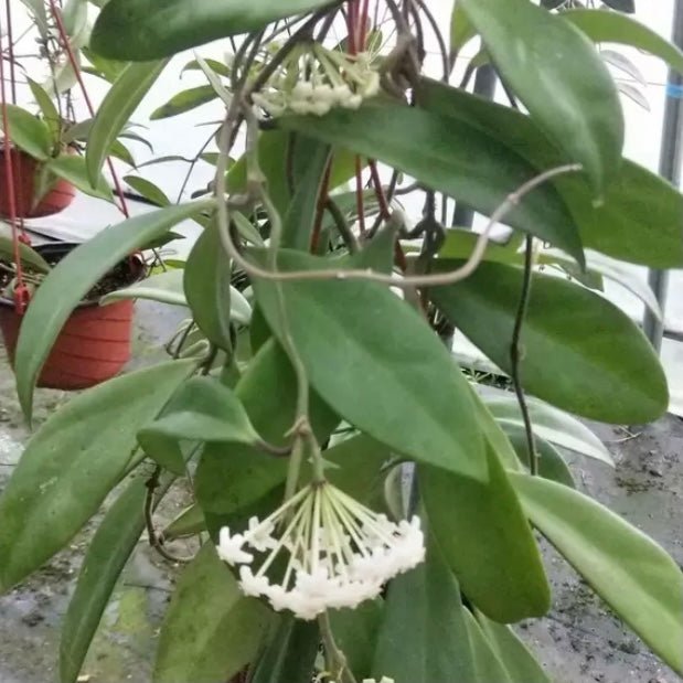 卷邊球蘭 Hoya revolubilis ssp. White - 森流 GreenFlow - 動植物造景專門店