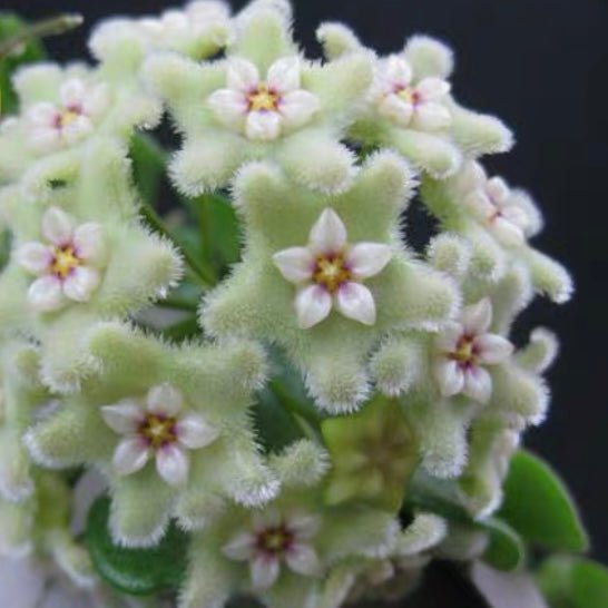 匍匐球蘭 Hoya serpens - 森流 GreenFlow - 動植物造景專門店